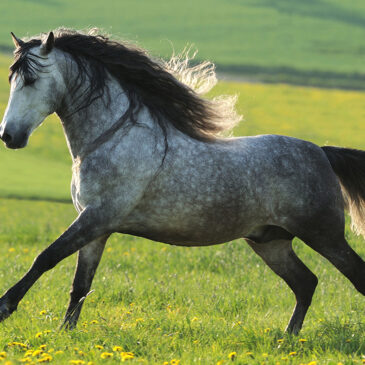 Andalusian Horses: A Timeless Beauty and Versatility