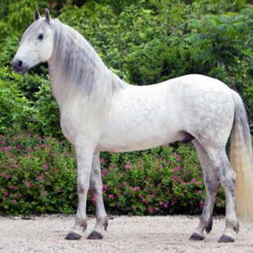 Purebred Spanish Horses: A Testament to Elegance and Endurance